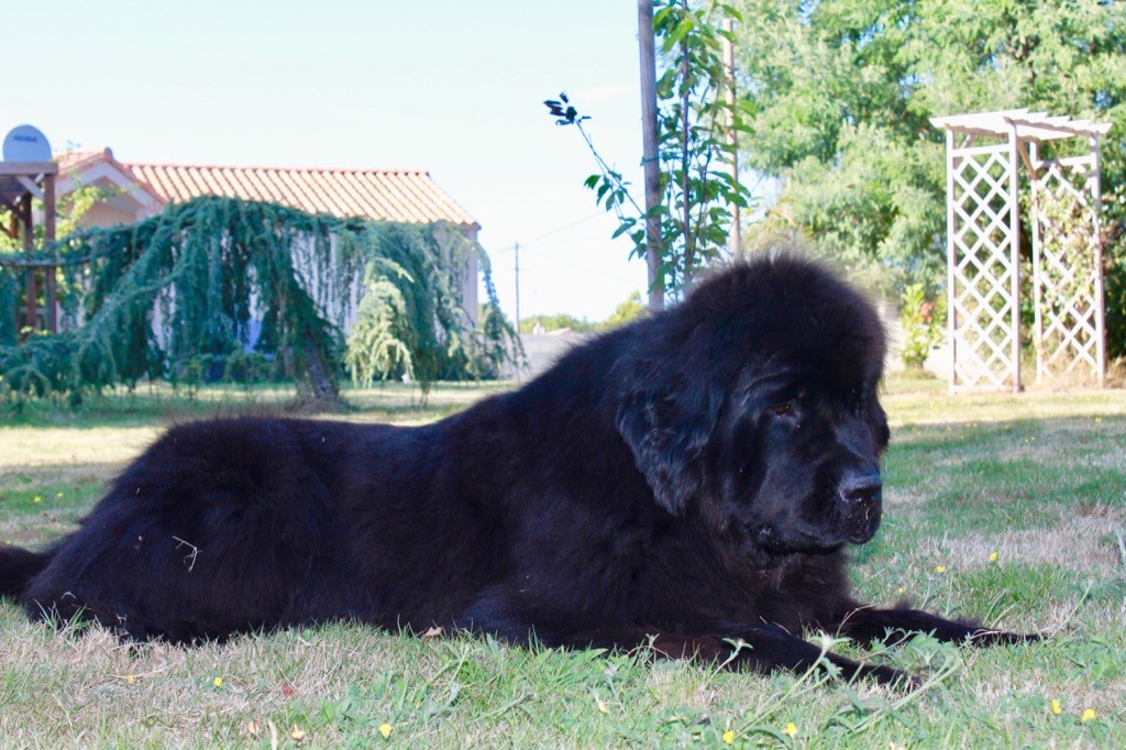 Nébuleuse du domaine du Taennchel